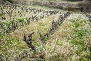 roberto_olivan_tentenublo_rioja_5