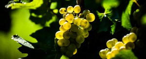 eiswein