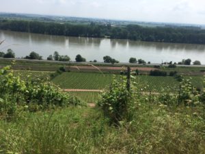 Kuehling-Gillot_Battenfeld_Spanier_Rheinhessen_6