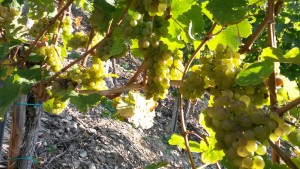 Weinernte_2015_bei_Matthias_Mueller am Mittelrhein_1