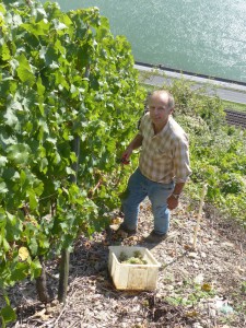 Weinernte_2015_bei_Matthias_Mueller am Mittelrhein_2