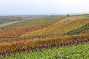 frank_weinviertel_1