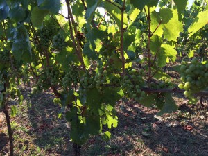 Jahrgang_2015_im_Weingut_Winter_2