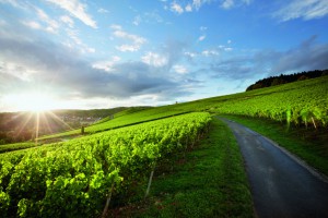 robert_weil_Rheingau_7