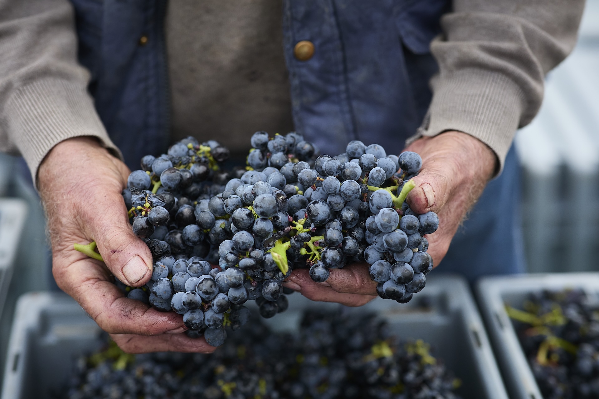 Hände eines erfahrenen Winzers halten eine Handvoll reifer Tempranillo-Trauben bei der Ernte in der Rioja Alta – im Hintergrund Erntekisten voller blauer Beeren