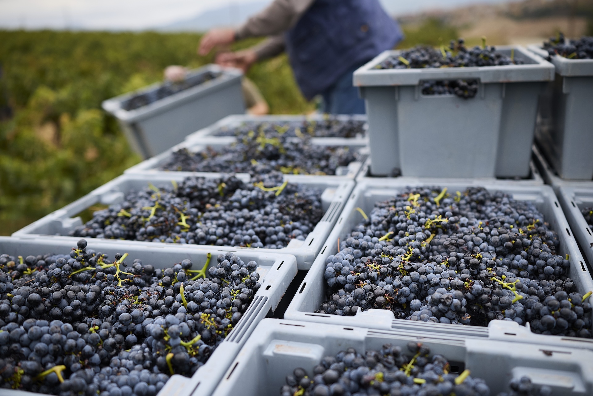 Mehrere graue Erntekisten gefüllt mit frisch handgelesenen Tempranillo-Trauben bei der Ernte in der Rioja – ein Winzer sortiert im Hintergrund