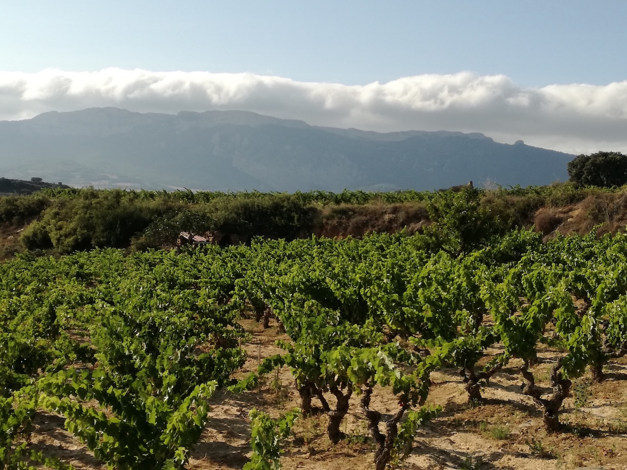 Alte Rebstöcke in der Rioja Alavesa mit Blick auf die Sierra Cantabria – das Wolkenband zeigt den atlantischen Einfluss auf die kühlste Subregion der DOCa Rioja